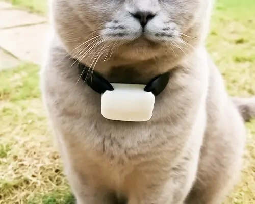 Britisch Kurzhaar trägt im Garten ein Halsband mit weissem GPS-Tracker