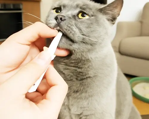 Britisch Kurzhaar bekommt eine Paste aus der Hand