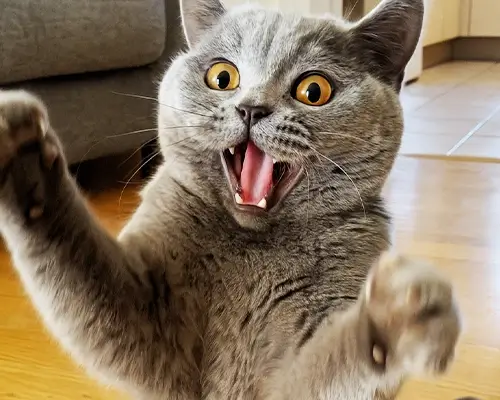 Britisch Kurzhaar Katze