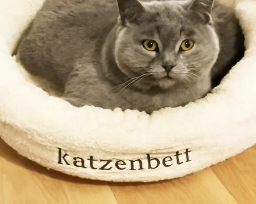 Britisch Kurzhaar liegt in einem runden Plüschbett mit der Aufschrift Katzenbett