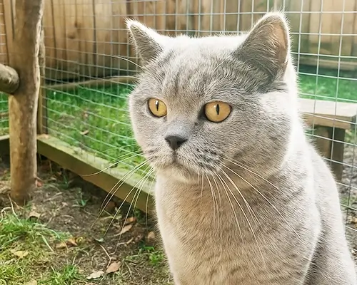 Britisch Kurzhaar vor einem grünen Gitter-Katzengehege im Garten