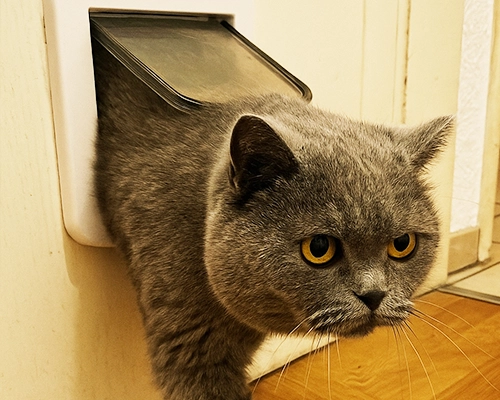 Britisch Kurzhaar kommt durch eine Katzenklappe in der Tür