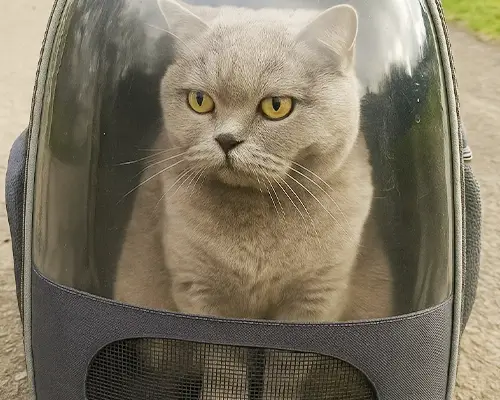 Britisch Kurzhaar sitzt im Katzenrucksack und schaut durch das runde Sichtfenster