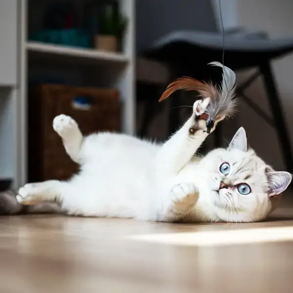 Helles Britisch-Kurzhaar-Kitten liegt auf dem Rücken und spielt mit einer Federangel