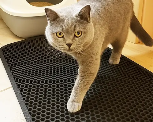 Britisch Kurzhaar tritt von einer schwarzen Wabenmatte neben der Katzentoilette