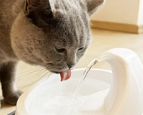 Britisch Kurzhaar trinkt mit herausgestreckter Zunge aus einem weissen Trinkbrunnen