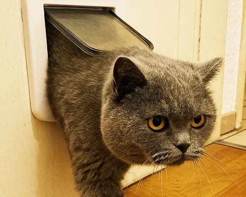 Britisch Kurzhaar kommt durch eine Katzenklappe in der Tür