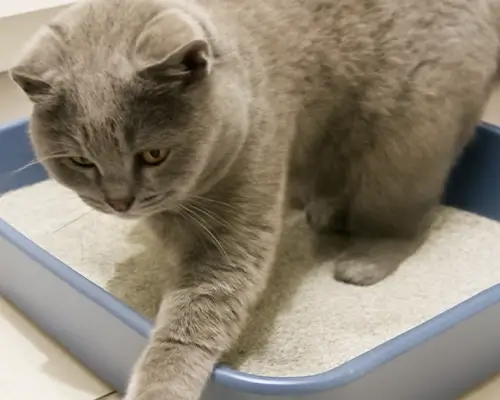 Britisch Kurzhaar steht in einer Katzentoilette mit frischer Streu