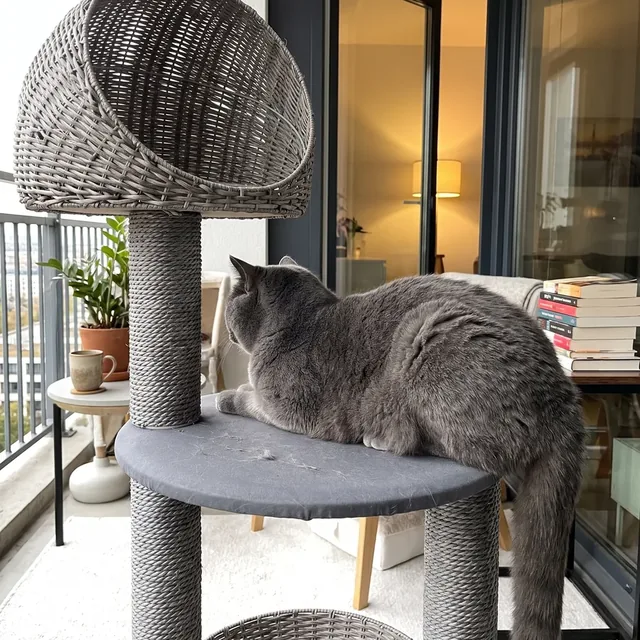 Grauer Karlie Rixy Outdoor Kratzbaum mit Kuppel auf dem Balkon, eine Britisch Kurzhaar liegt auf der mittleren Plattform
